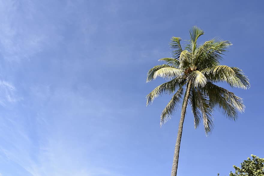 kookospuu, taivas, luonto, palmu, puu, trooppinen, kirkas taivas