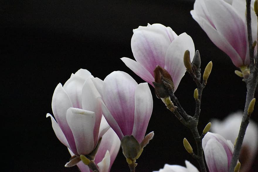 flori, magnolie, botanică, a inflori, inflori, natură, macro, petale, creştere, floră