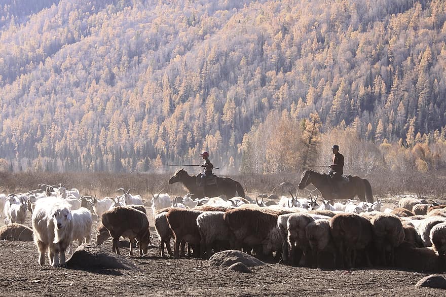 Altai, juh, marha, tanya, állatállomány, legelő, vidéki táj, mezőgazdaság, hegy, tehén, csorda