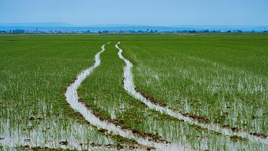ścieżka, ryż niełuskany, uprawa, rolnictwo, scena wiejska, trawa, gospodarstwo rolne, łąka, krajobraz, lato, zielony kolor