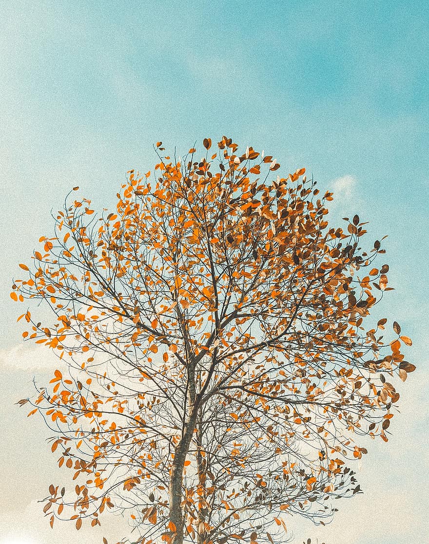 pohon, musim gugur, jatuh, alam, daun, musim, ilustrasi, latar belakang, cabang, kuning, hutan