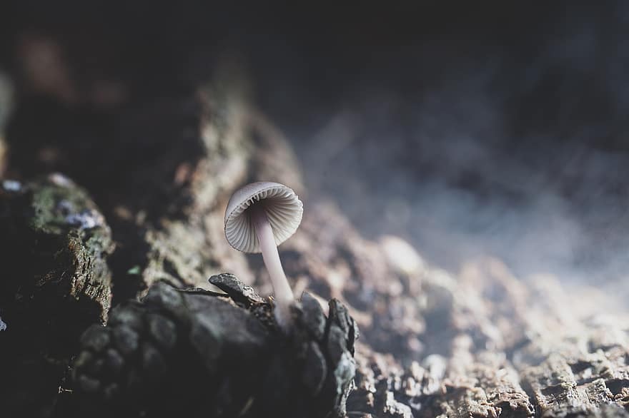 гриб, соснова шишка, ліс, туман, поганка, грибок, конус, конус хвойних порід, природи, макрос