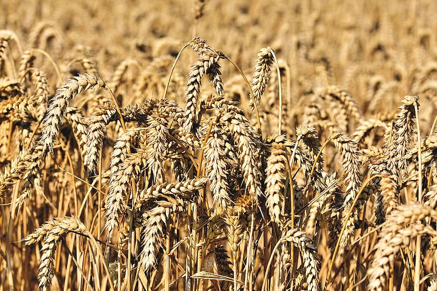 Wheat, Wheat Field, Crop, Spikelets, Cereals, Plant, Cropland, Farm, Field, Agriculture