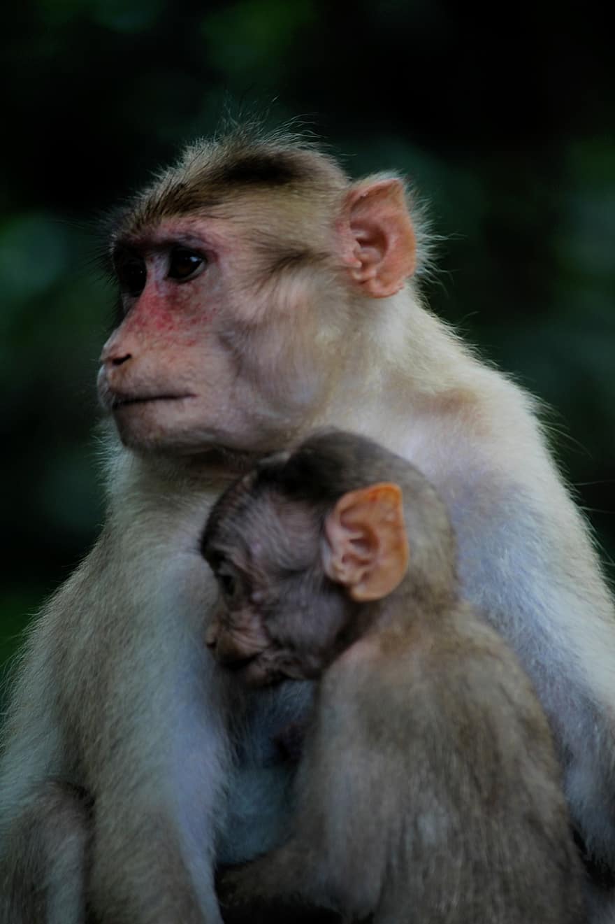 maymun, hayvanlar, bebek, primatlar, aile, memeliler, yaban hayatı, vahşi, vahşi hayvanlar, doğa