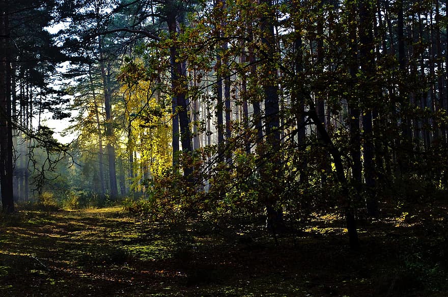ліс, дерева, шлях, осінь, на відкритому повітрі