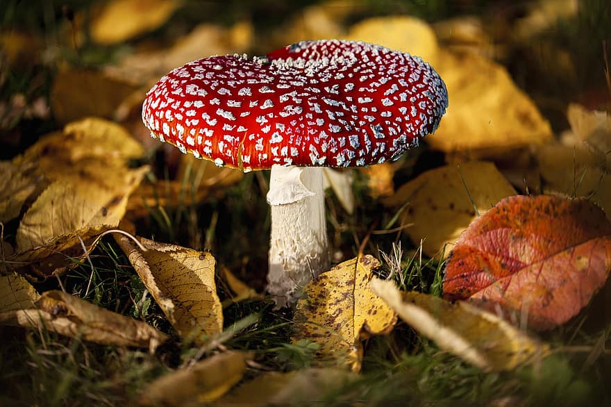 Mushroom, Toadstool, Fly Agaric, Fly Amanita, Red Mushroom, Fungus, Forest, Nature