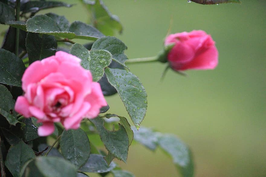 mawar, berwarna merah muda, bunga, taman