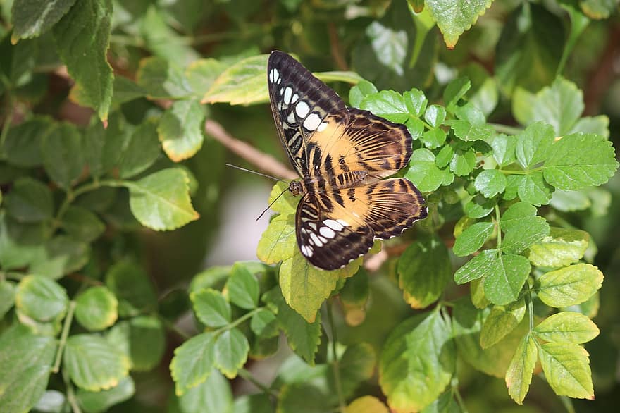 Clipper Butterfly, borboleta, sai, inseto, asas, folhagem, verde, plantar, natureza