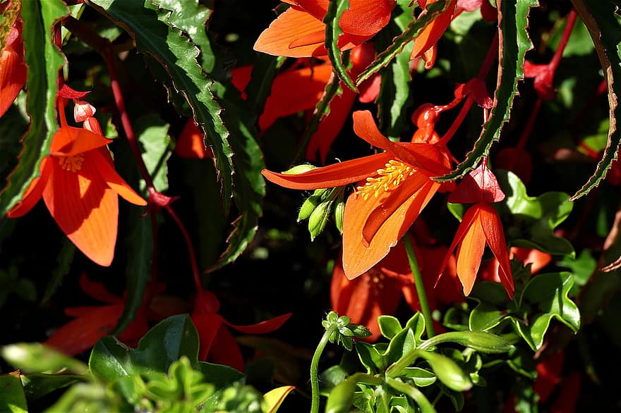 ट्यूबरस बेगोनियास, लाल, खिलना, फूल का खिलना, फूल