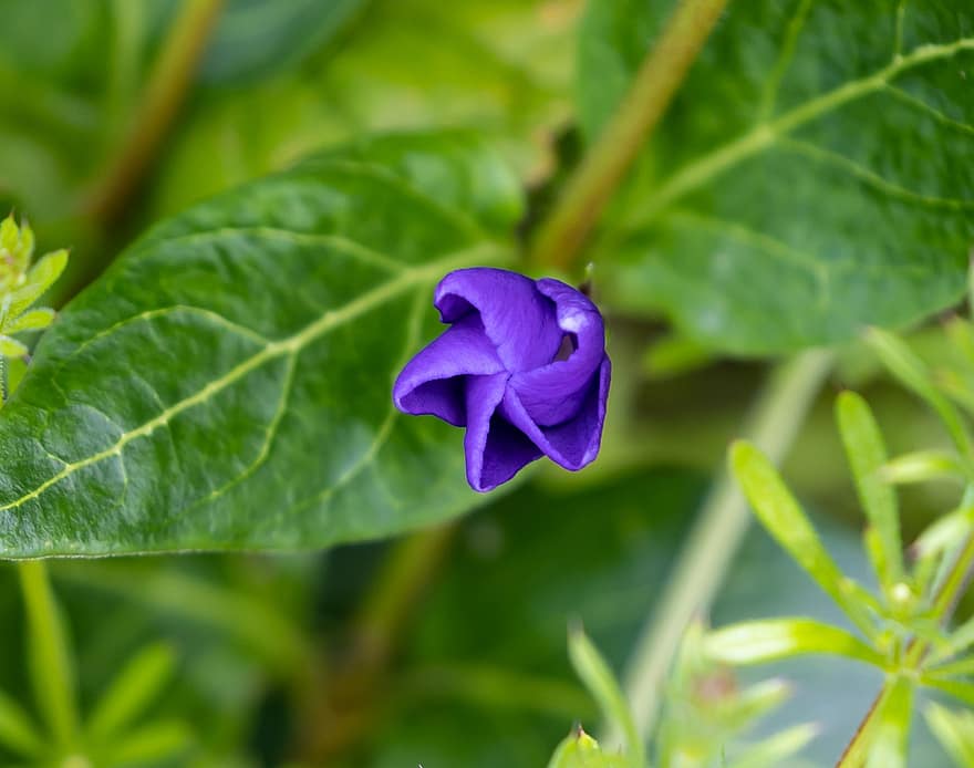 синя перивенка, по-голяма перивина, цвете, зимзелен, vinca major, листенца, пъпка, разцвет, диви цветя, инвазивно растение, растение