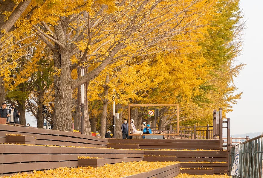 naturaleza, otoño, gingko, Corea, parque, temporada