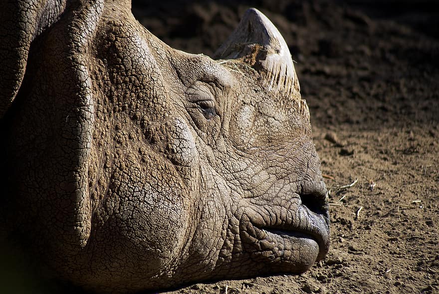 Rhinoceros, Animal, Head, Rhino, Horn, Mammal, Wildlife, Wild, Nature, Closeup, Creature