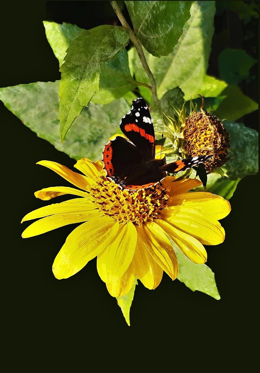 borboleta, flor, girassol, fechar-se, inseto, amarelo, verão, plantar, macro, cor verde, multi colorido