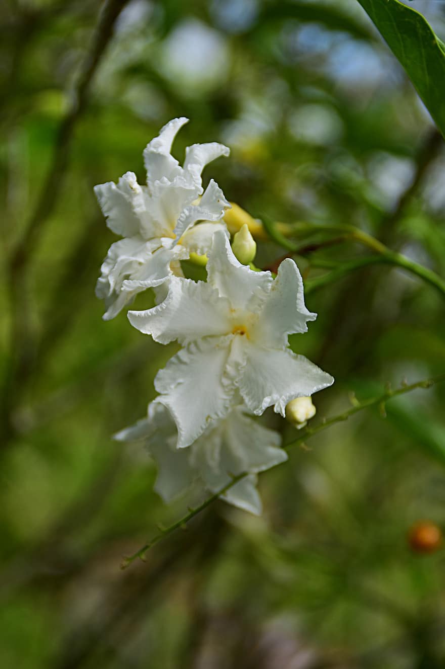 Estrella Jasmine, flors, flors blanques, pètals, pètals blancs, florir, flor, fragant, flora, plantes, jardí