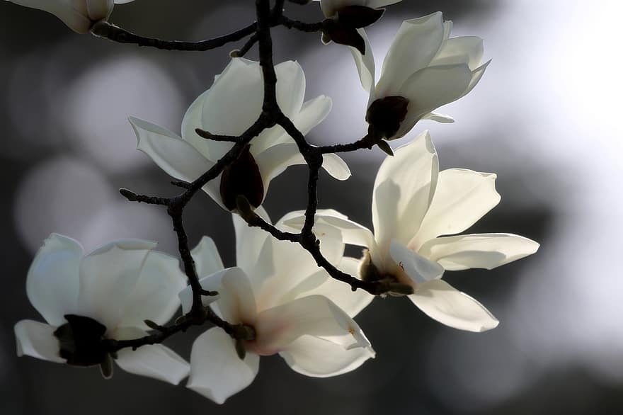 Magnolien, Blumen, weiße Blumen, Blütenblätter, weiße Blütenblätter, blühen, Flora, Pflanzen, Natur, Nahansicht, Blume