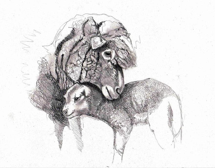 Drawing, Sheep, Lamb, Art