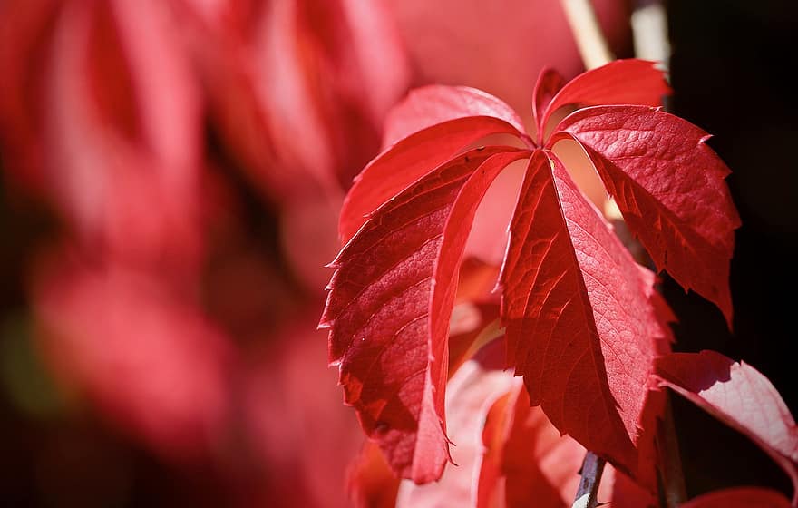 virginia creepers, blade, efterår, blad, tæt på, plante, baggrunde, sæson, levende farve, træ, makro