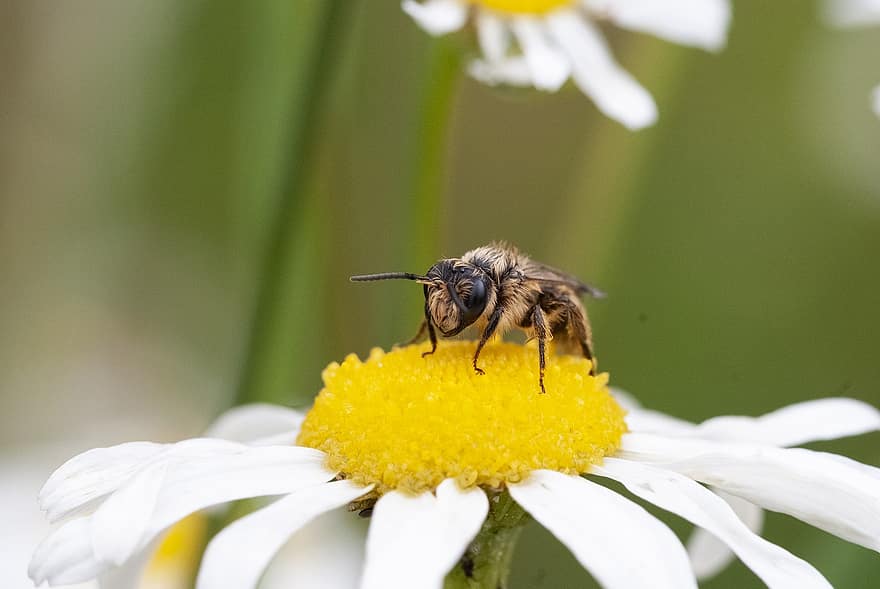 abeja salvaje, manzanilla, prado de flores, césped natural, de cerca, conservación natural