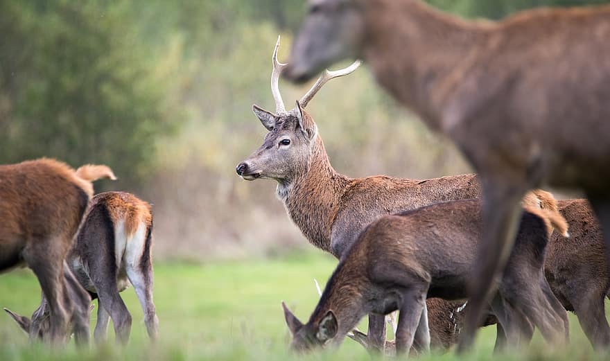 Deer, Biche, Nature, Wild, Mammals, Fauna, Field