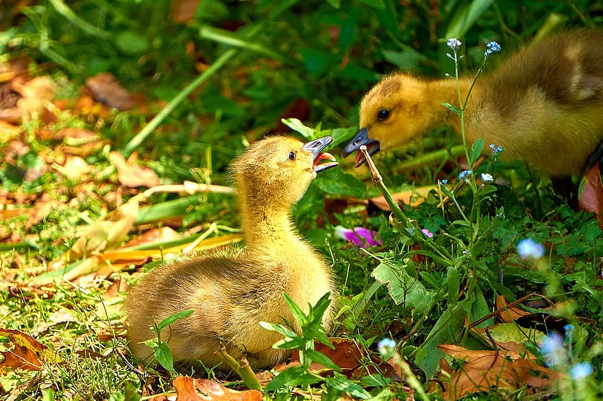 Gosling, Goose, Bird, Waterfowl, Water Bird, Aquatic Bird, Animal, Plumage, Baby, Cute, Fluffy