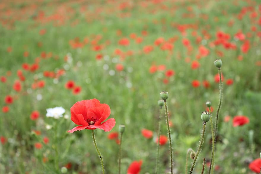 Poppies, Flowers, Buds, Garden, Field, Red Poppies, Red Flowers, Petals, Red Petals, Bloom, Blossom