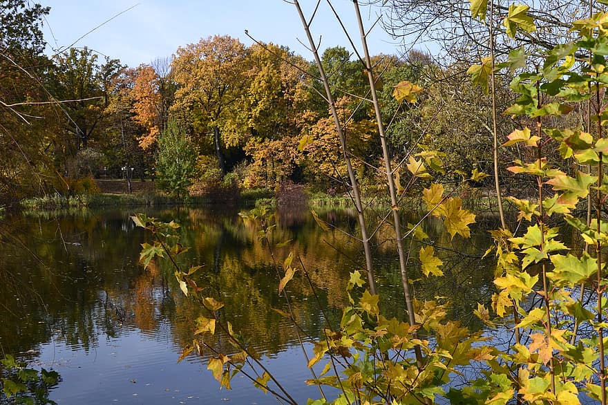 Park, Leaves, Lake, Autumn, Landscape, Nature, leaf, yellow, forest, tree, season