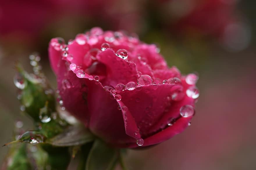 рожевий, троянда, квітка, вранці, краплі роси, флора, природи, цвітіння