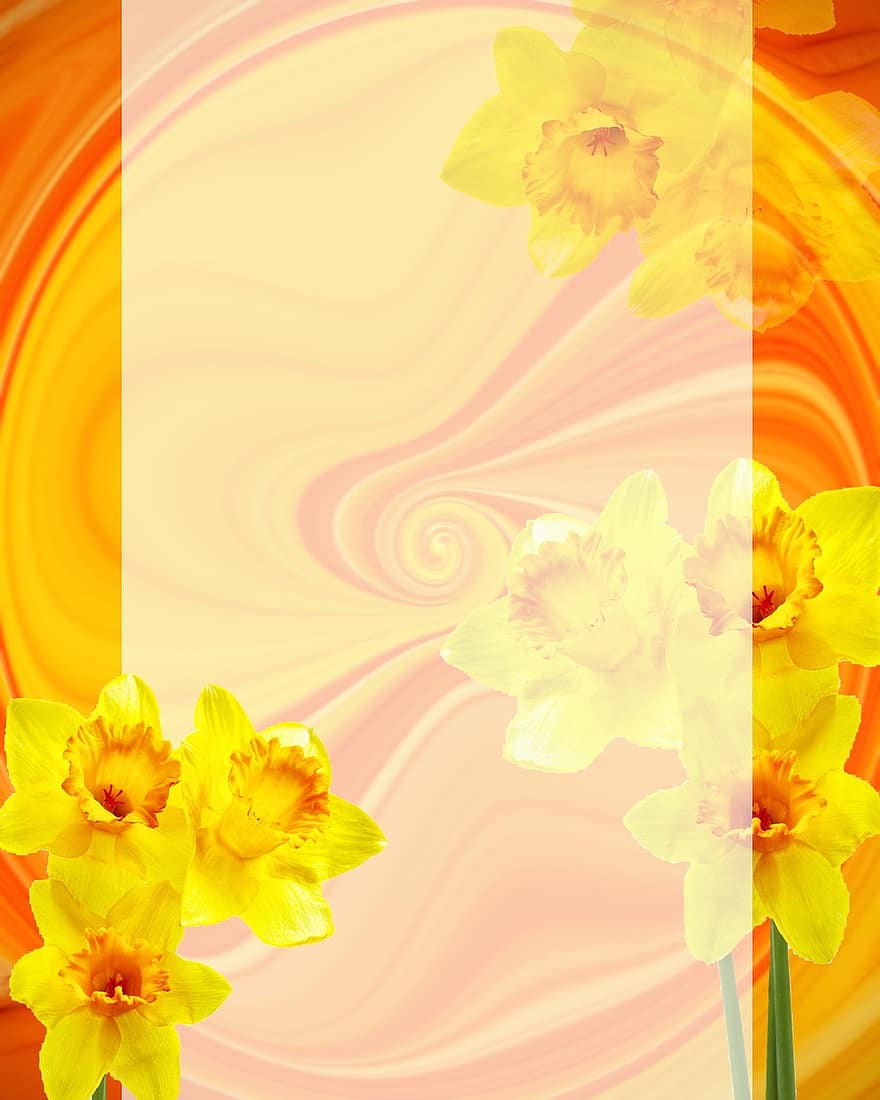Easter, Narcissus, Rectangular, Background, Stationery, Greeting Card, Orange, Yellow, Spring, Birthday, Abstract