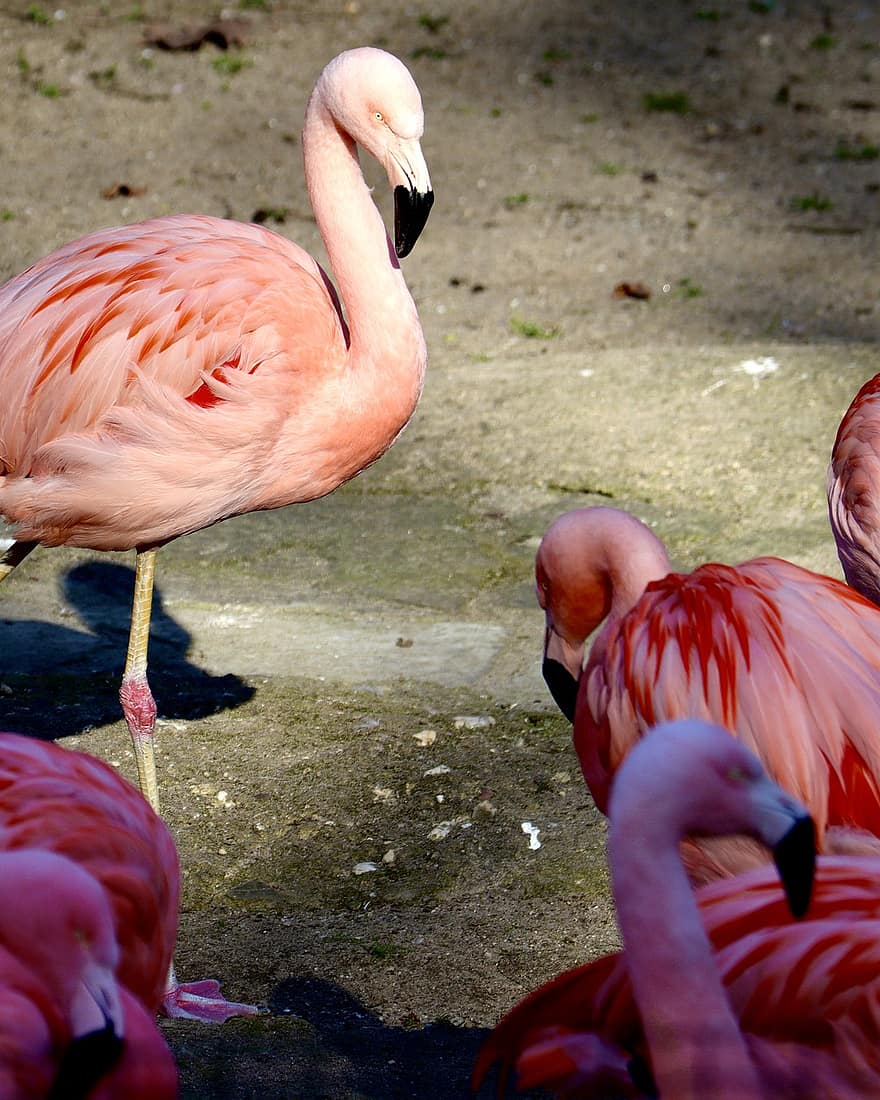 flamingoer, fugle, flok, dyr, fjerdragt, flod, sump, fjer, næb, regning, langbenet