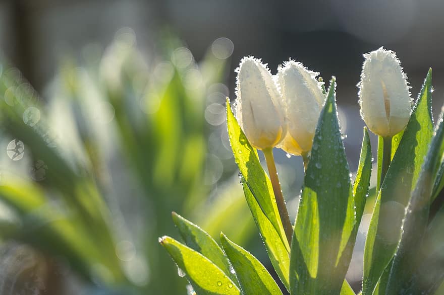 tulipanes, Flores de primavera, Flores blancas, las flores, flores, naturaleza, jardín, planta, color verde, flor, verano