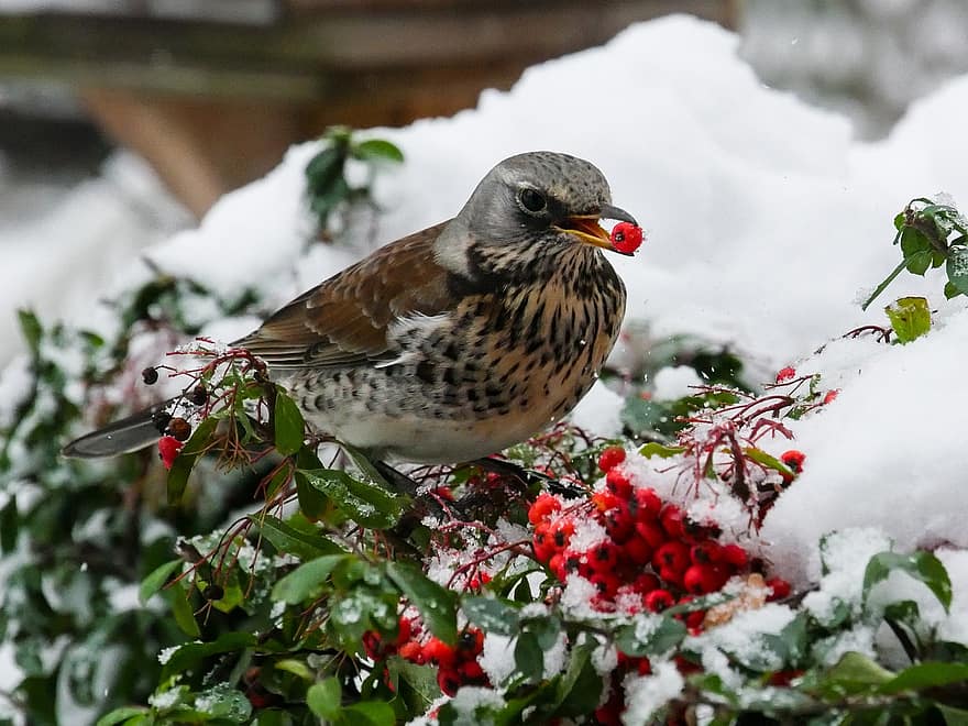 птица, дроссель, ягоды, природа, животное, голод, зима, снег
