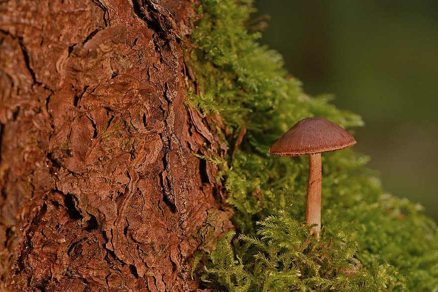 houba, disk houba, věda o houbách, detail, les, rostlina, růst, podzim, zelená barva, makro, sezóna
