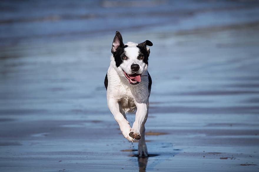 anjing, berlari, membelai, hewan, anjing peliharaan, mamalia, pantai, bermain, aktif