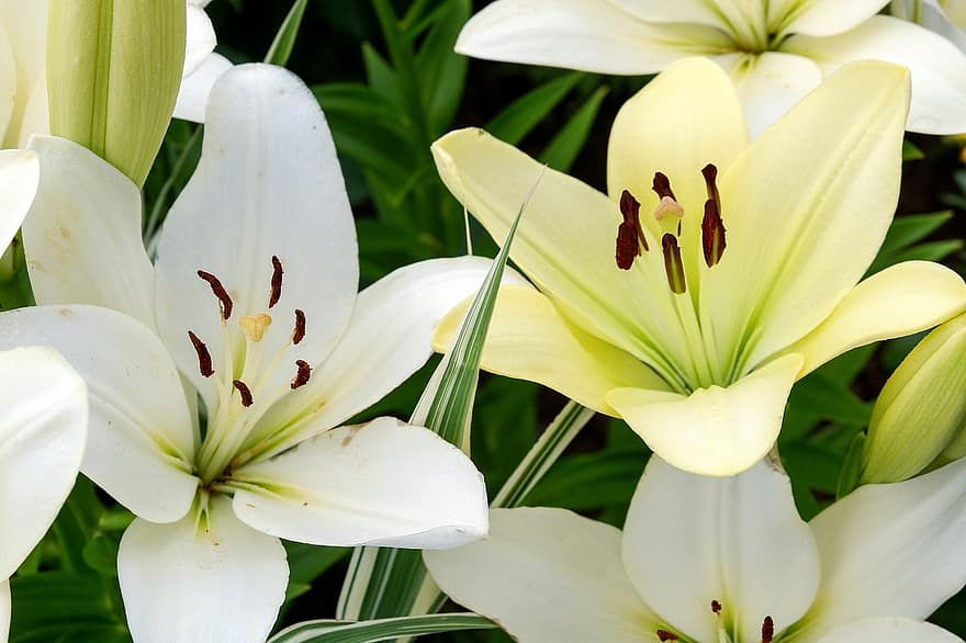 Lilies, Flowers, Garden, White Flowers, Petals, White Petals, Bloom, Blossom, Flora, Plants, Botanical