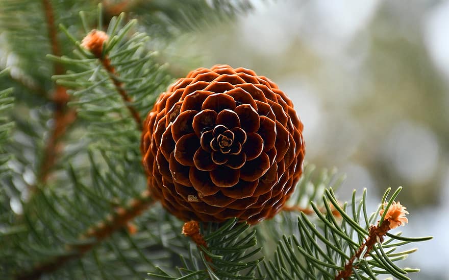 pinecone, kuusien, puu, oksat