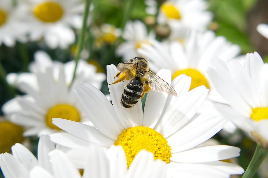 abeille, fleurs, marguerites, fleurs blanches, marguerites blanches, hyménoptères, insecte ailé, insecte, fleur, Floraison, fermer