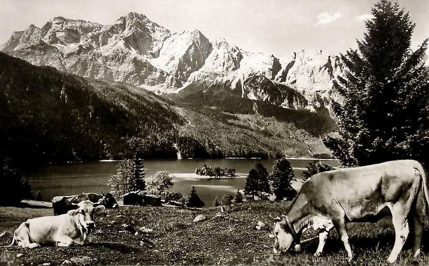 postkort, gammel, bjerge, køer, drøvtygger, græsse, alpine, bayern, træ, Zugspitze, eng