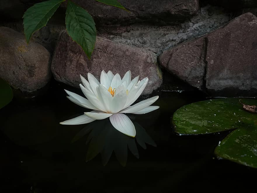 Water Lily, Flower, Pond, White Flower, Petals, White Petals, Bloom, Blossom, Flora
