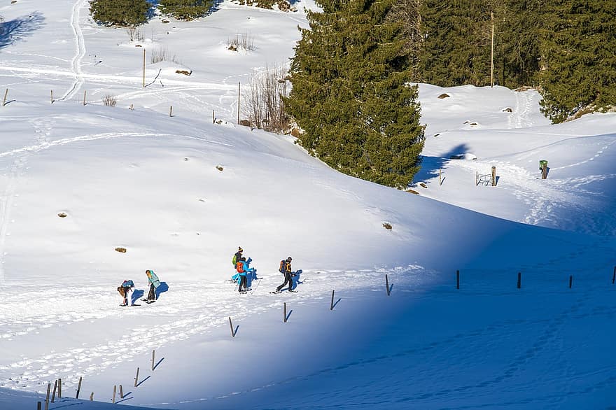 snowshoeing, pantă, iarnă, zăpadă, drumetii montane, urme de pasi, cale, traseu, agrement, copaci, snowdrift
