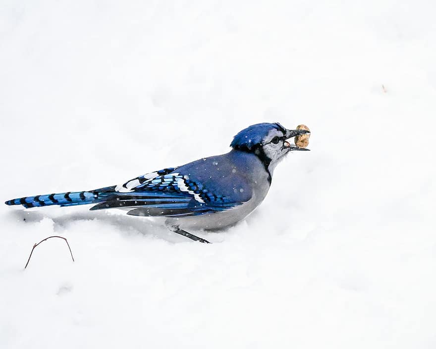 paukštis, bluejay, plunksna, žemės riešutai, sniegas, laukinės gamtos, žiemą, gyvūnams, snapas, vienas gyvūnas, mėlyna