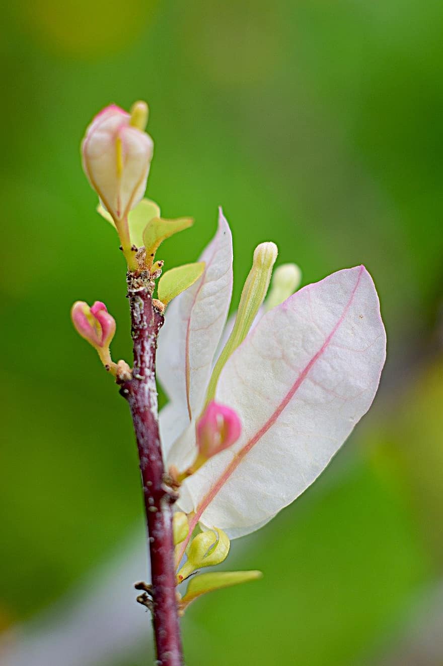 Blume, Bougainvillea, blühen, Knospe, zweifarbig, Nahansicht