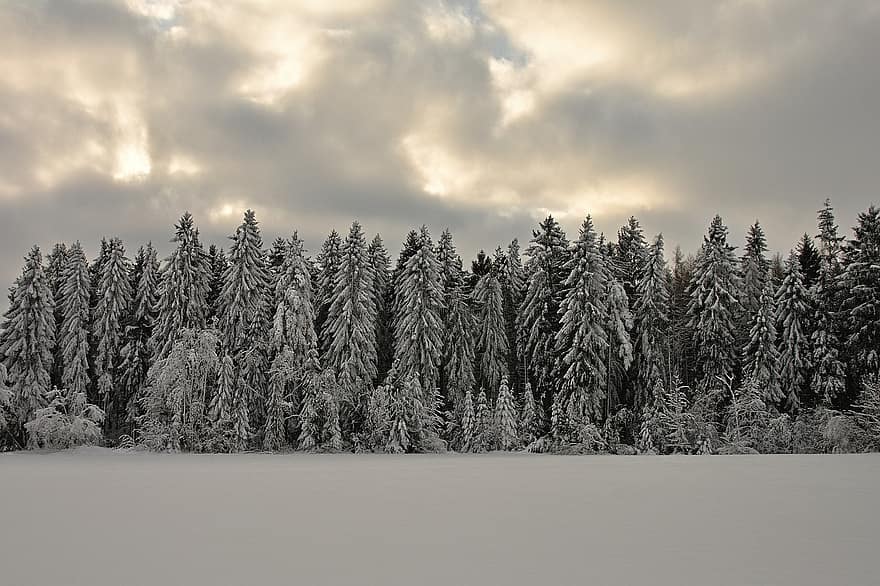 vintrig, skog, humör, natur, träd, kall, frost, vinterskog, snöig