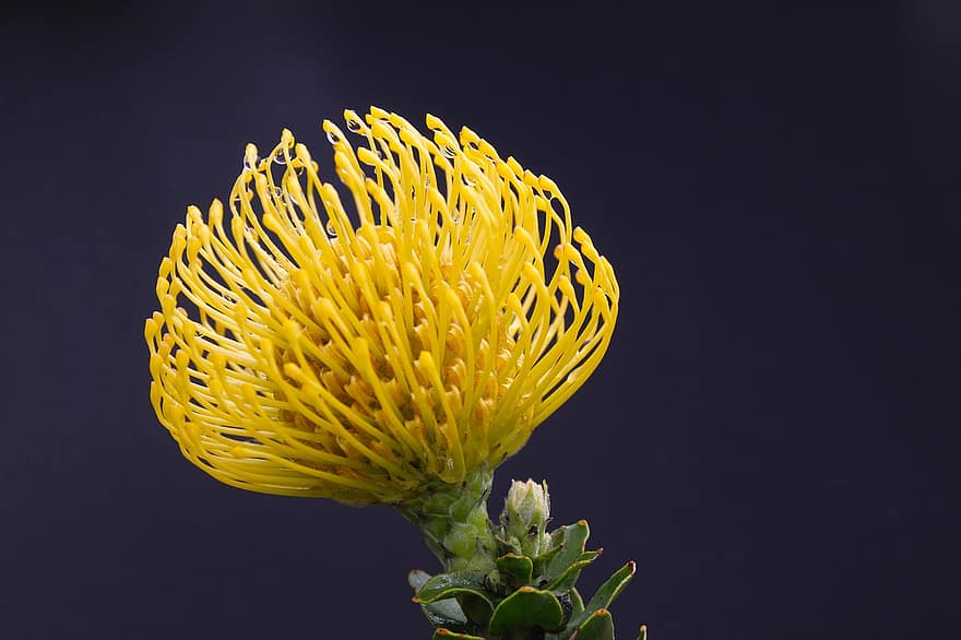 Blume, blühen, Botanik, Protea, Zuckerbusch, Nahansicht, Gelb, Pflanze, Makro, Blatt, Sommer-