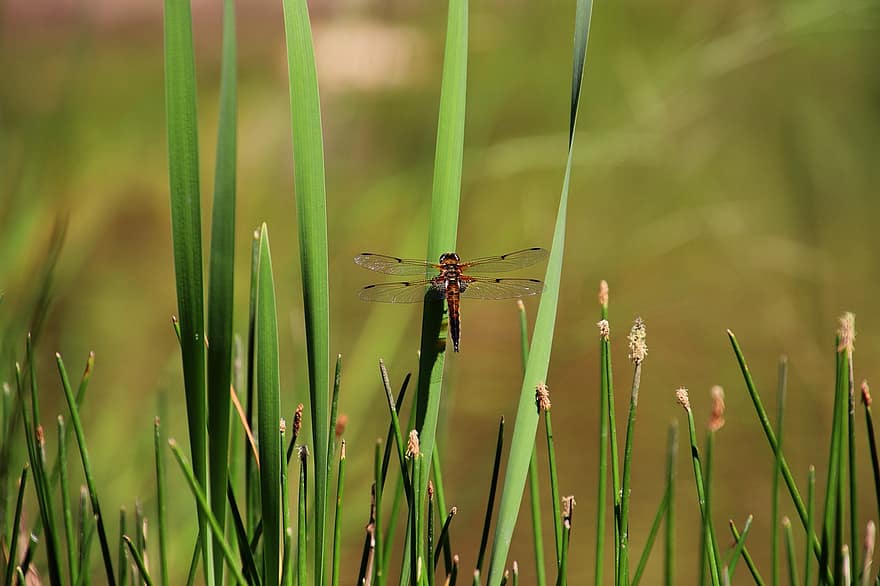 Dragonfly, Insect, Wing, Nature, Protection Of Species, Four-spotted Dragonfly, Summer, Spring, Environmental Protection, Types Of Die, Sailing Dragonfly