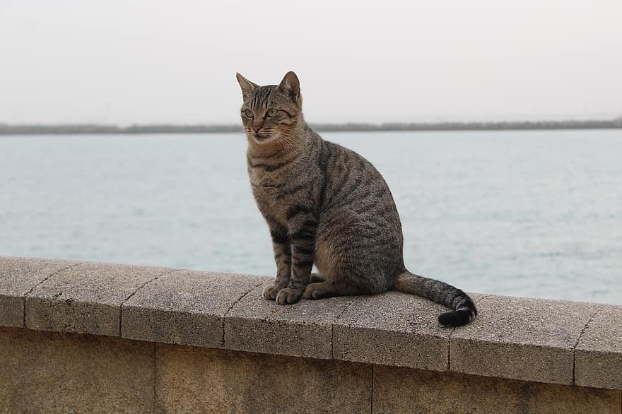 gato, atigrado, bahía, mascota, animal, Gato domestico, felino, mamífero, costa, mar