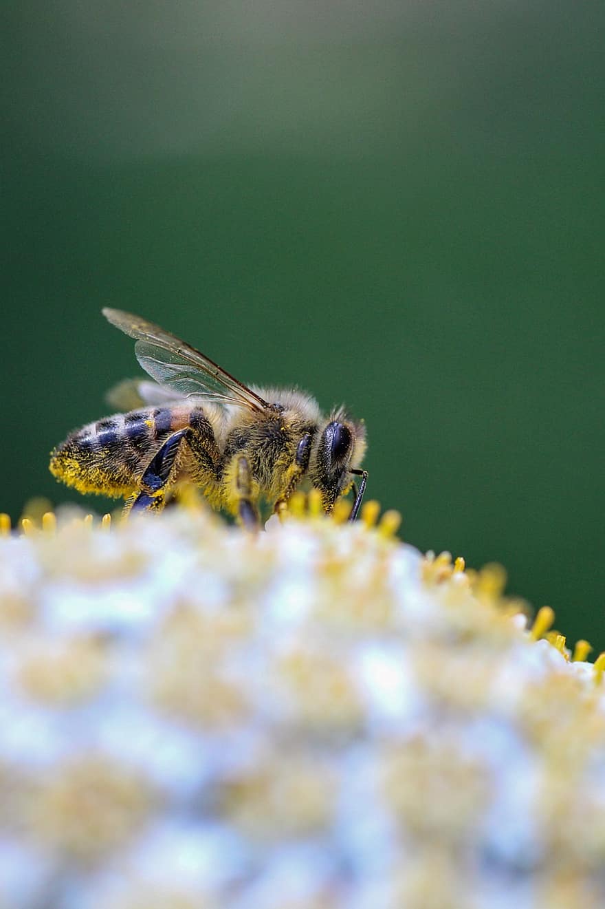 včelí med, opylování, hmyz, včela, makro, Příroda, zblízka, detail, žlutá, Miláček, pyl