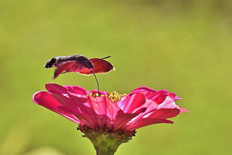 Kolibri-Falke-Motte, Insekt, Zinnie, Habichtspinner, Motte, Rüssel, Nektar, Sommer-, Blume, Garten, Natur