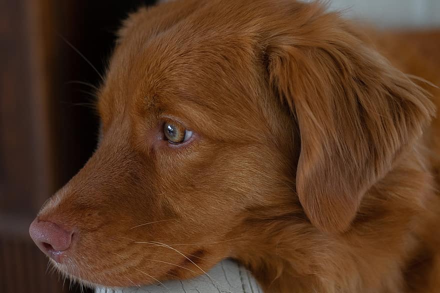कुत्ता, नोवा स्कॉशिया डक टोलिंग रिट्रीवर, घंटे बजानेवाला, प्यारी, पालतू पशु, सिर, प्यारा