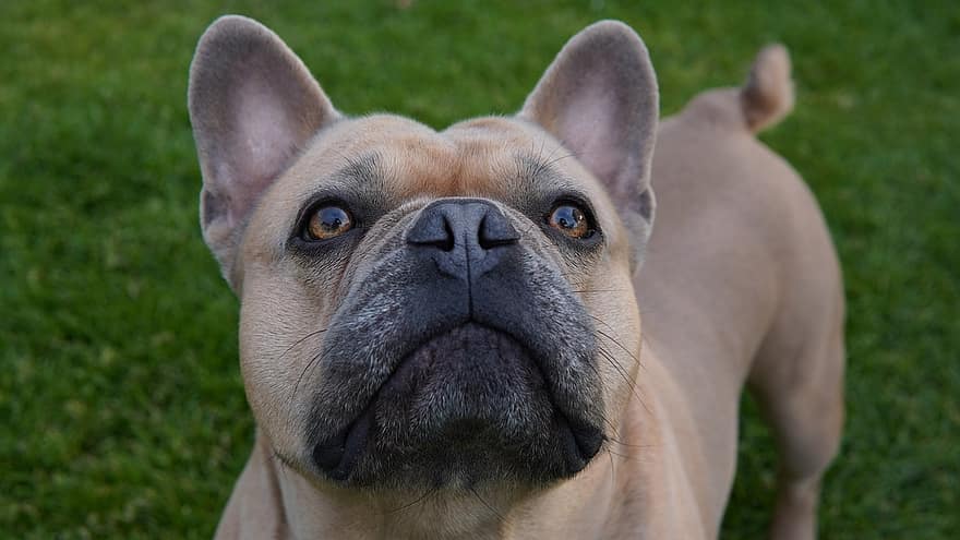 hund, fransk bulldog, bakgrund, djur-, porträtt, kort kappa, ansikte, nos, ljuv, söt, känslor