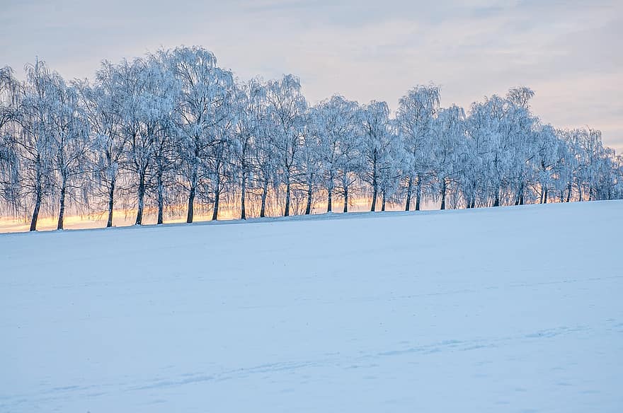 vinter-, träd, fält, snö, snöig, vintrig, winters, snowscape, snö fält, vit, frysta